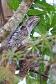 Papuan Frogmouth Papuan Frogmouth
