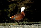 Paradise Shelduck