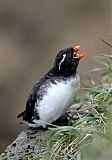 Parakeet Auklet