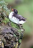 Parakeet Auklet