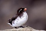 Parakeet Auklet