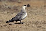 Parasitic Jaeger