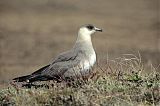 Parasitic Jaegerborder=