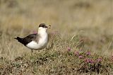 Parasitic Jaegerborder=