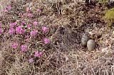 Parasitic Jaegerborder=