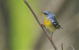 Northern Parula