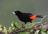 Scarlet-rumped Tanager