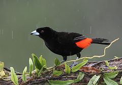 Scarlet-rumped Tanager