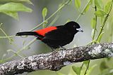 Scarlet-rumped Tanager