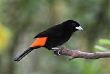 Scarlet-rumped Tanagerborder=