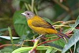 Scarlet-rumped Tanagerborder=