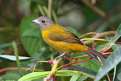 Scarlet-rumped Tanager