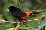 Scarlet-rumped Tanagerborder=