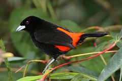 Scarlet-rumped Tanager