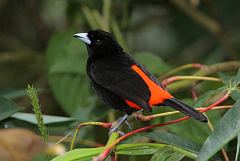 Scarlet-rumped Tanager