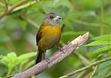 Scarlet-rumped Tanager