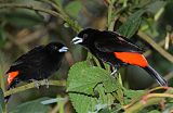 Scarlet-rumped Tanager