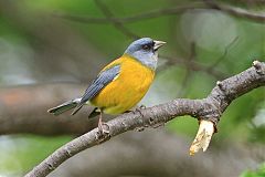 Patagonian Sierra Finch