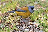 Patagonian Sierra-Finch