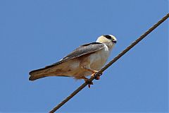 Pearl Kite