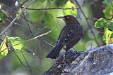 Pearly-eyed Thrasherborder=