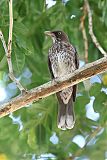 Pearly-eyed Thrasherborder=