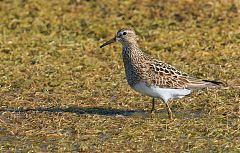 Pectoral Sandpiper