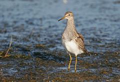 Pectoral Sandpiper