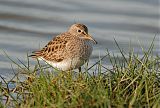 Pectoral Sandpiper