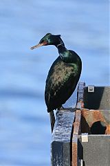 Pelagic Cormorant