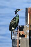 Pelagic Cormorantborder=