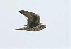 Prairie Falcon