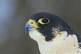 Peregrine Falcon