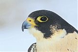 Peregrine Falconborder=