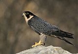 Peregrine Falconborder=