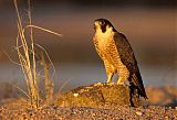 Peregrine Falcon