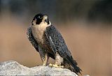 Peregrine Falcon