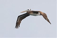 Peruvian Pelican