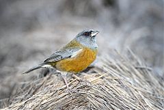 Peruvian Sierra-Finch