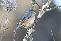 Peruvian Sierra-Finch