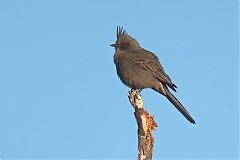 Phainopepla