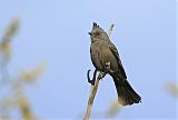 Phainopepla