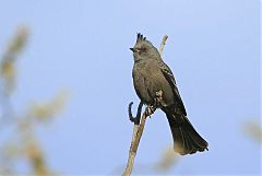 Phainopepla