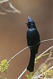 Phainopepla