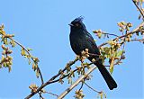 Phainopepla