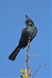 Phainopeplaborder=