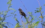 Phainopeplaborder=