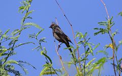 Phainopepla