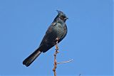 Phainopepla