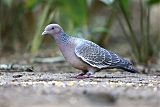 Picazuro Pigeon